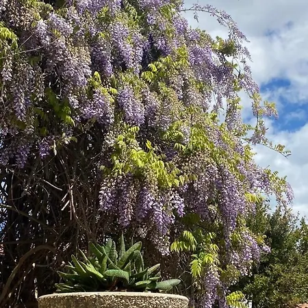 Il Glicine * Masainas